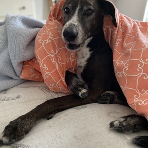 Fundraising Page: Rebecca Wilde